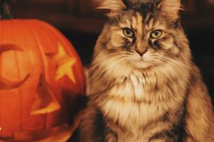 Tips To Help Your Pet Stay Calm During Halloween